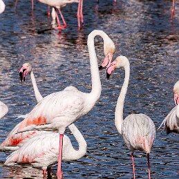 Gueules d'amour null