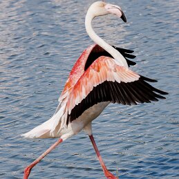 Bécaru pompeux null