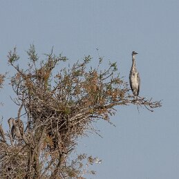 Ne vois tu rien venir ? null