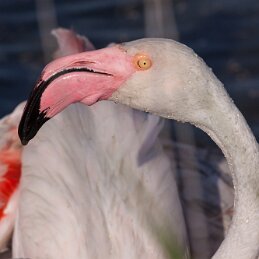 Quoi, ma gueule ? null