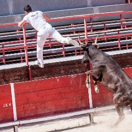 Course Camarguaise null