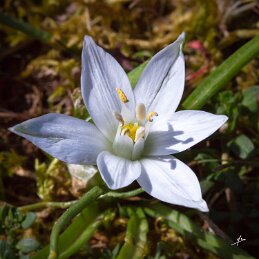 La Dame de Onze Heure null