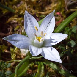 La Dame de Onze Heure null