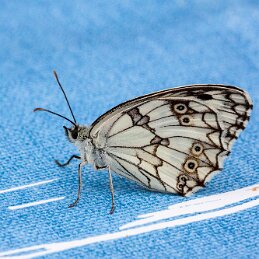 Papillon échiquier null