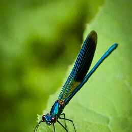 Caloptéryx éclatant null