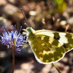 Parc de l'Esterel null