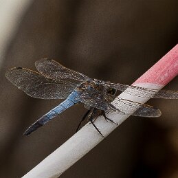 Du coté de Gallician null