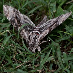 Sphinx du liseron (Agrius convolvuli ) null
