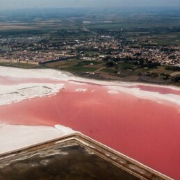 Les salins d'Aigues Mortes null