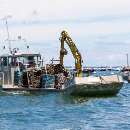 Ostréiculture ... null